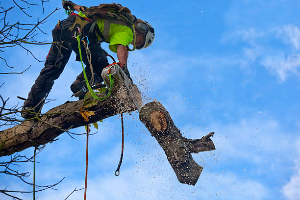 How Our Tree Care Process Works  in  Walters, OK